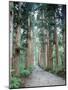 Row of Japanese Cedar-null-Mounted Photographic Print