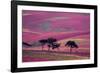 Row of Larch trees on flowering heather moorland, Scotland-Laurie Campbell-Framed Photographic Print