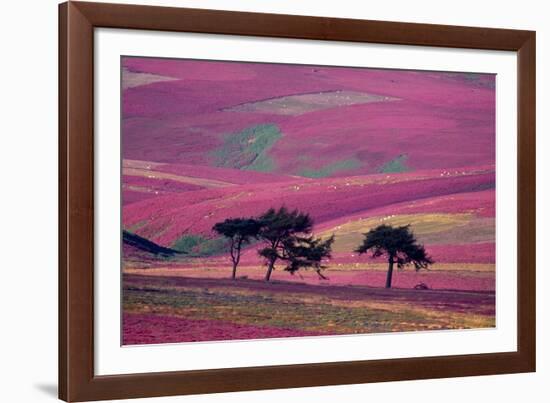 Row of Larch trees on flowering heather moorland, Scotland-Laurie Campbell-Framed Photographic Print