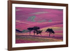 Row of Larch trees on flowering heather moorland, Scotland-Laurie Campbell-Framed Photographic Print