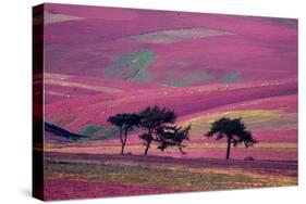 Row of Larch trees on flowering heather moorland, Scotland-Laurie Campbell-Stretched Canvas