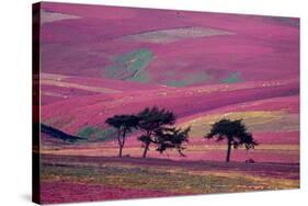 Row of Larch trees on flowering heather moorland, Scotland-Laurie Campbell-Stretched Canvas