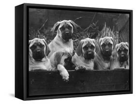 Row of Mastiff Puppies Owned by Oliver-Thomas Fall-Framed Stretched Canvas