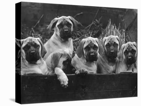 Row of Mastiff Puppies Owned by Oliver-Thomas Fall-Stretched Canvas