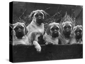 Row of Mastiff Puppies Owned by Oliver-Thomas Fall-Stretched Canvas