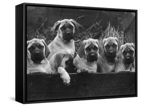 Row of Mastiff Puppies Owned by Oliver-Thomas Fall-Framed Stretched Canvas