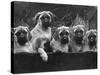 Row of Mastiff Puppies Owned by Oliver-Thomas Fall-Stretched Canvas