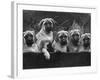 Row of Mastiff Puppies Owned by Oliver-Thomas Fall-Framed Photographic Print