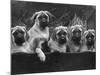 Row of Mastiff Puppies Owned by Oliver-Thomas Fall-Mounted Photographic Print