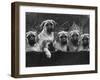 Row of Mastiff Puppies Owned by Oliver-Thomas Fall-Framed Photographic Print