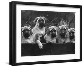 Row of Mastiff Puppies Owned by Oliver-Thomas Fall-Framed Photographic Print