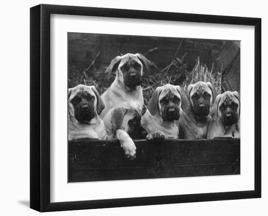 Row of Mastiff Puppies Owned by Oliver-Thomas Fall-Framed Photographic Print