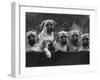 Row of Mastiff Puppies Owned by Oliver-Thomas Fall-Framed Photographic Print