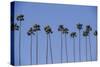 Row of Palm Trees-Richard T. Nowitz-Stretched Canvas