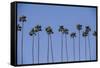 Row of Palm Trees-Richard T. Nowitz-Framed Stretched Canvas