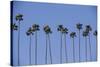 Row of Palm Trees-Richard T. Nowitz-Stretched Canvas