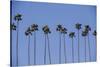 Row of Palm Trees-Richard T. Nowitz-Stretched Canvas