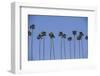 Row of Palm Trees-Richard T. Nowitz-Framed Photographic Print