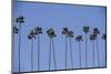 Row of Palm Trees-Richard T. Nowitz-Mounted Photographic Print