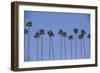 Row of Palm Trees-Richard T. Nowitz-Framed Photographic Print