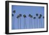 Row of Palm Trees-Richard T. Nowitz-Framed Photographic Print