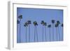 Row of Palm Trees-Richard T. Nowitz-Framed Photographic Print