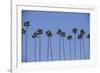 Row of Palm Trees-Richard T. Nowitz-Framed Photographic Print