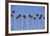 Row of Palm Trees-Richard T. Nowitz-Framed Photographic Print