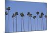 Row of Palm Trees-Richard T. Nowitz-Mounted Photographic Print