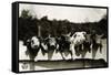 Row of Pigs Resting on Fence-null-Framed Stretched Canvas