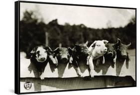 Row of Pigs Resting on Fence-null-Framed Stretched Canvas