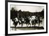 Row of Pigs Resting on Fence-null-Framed Photographic Print