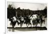 Row of Pigs Resting on Fence-null-Framed Photographic Print