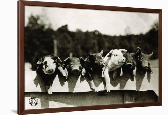 Row of Pigs Resting on Fence-null-Framed Photographic Print