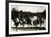 Row of Pigs Resting on Fence-null-Framed Photographic Print