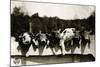 Row of Pigs Resting on Fence-null-Mounted Photographic Print