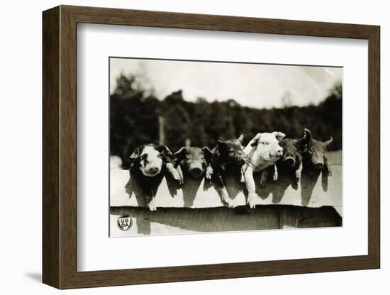 Row of Pigs Resting on Fence-null-Framed Photographic Print