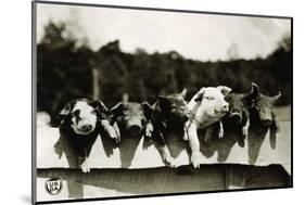 Row of Pigs Resting on Fence-null-Mounted Photographic Print