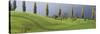 Row of Poplar Trees, Lake Zug, Switzerland-null-Stretched Canvas