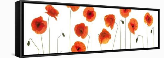 Row of Poppies on White-Tom Quartermaine-Framed Stretched Canvas