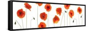 Row of Poppies on White-Tom Quartermaine-Framed Stretched Canvas