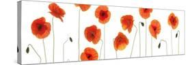 Row of Poppies on White-Tom Quartermaine-Stretched Canvas