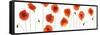 Row of Poppies on White-Tom Quartermaine-Framed Stretched Canvas