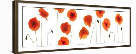 Row of Poppies on White-Tom Quartermaine-Framed Giclee Print