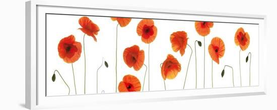 Row of Poppies on White-Tom Quartermaine-Framed Giclee Print