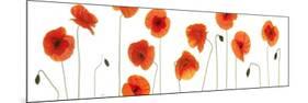 Row of Poppies on White-Tom Quartermaine-Mounted Giclee Print