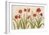 Row of Red Amaryllis Light-Cheri Blum-Framed Premium Giclee Print