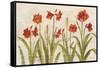 Row of Red Amaryllis Light-Cheri Blum-Framed Stretched Canvas