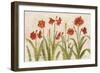 Row of Red Amaryllis Light-Cheri Blum-Framed Art Print