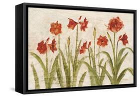 Row of Red Amaryllis Light-Cheri Blum-Framed Stretched Canvas